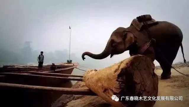 紅木木材是怎樣運(yùn)出老撾深山老林的？(圖1)