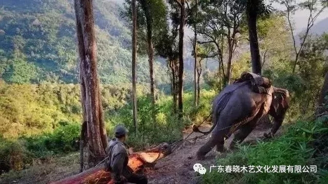 紅木木材是怎樣運(yùn)出老撾深山老林的？(圖2)