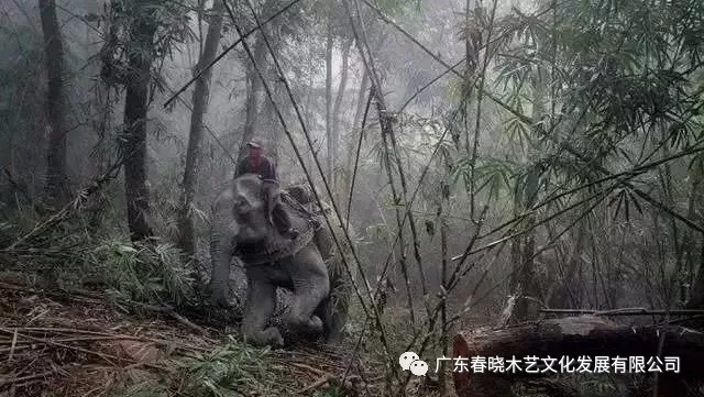 紅木木材是怎樣運(yùn)出老撾深山老林的？(圖3)