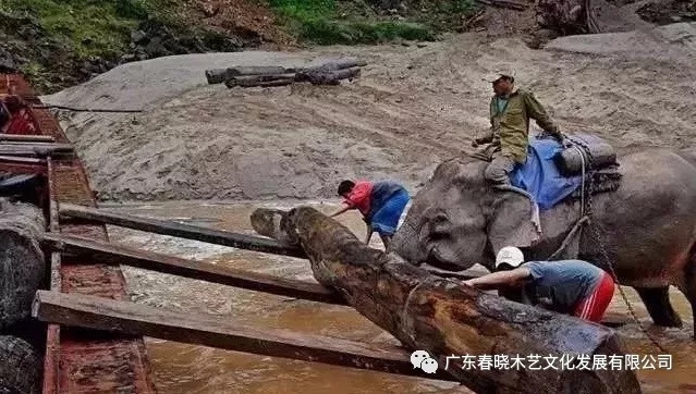 紅木木材是怎樣運(yùn)出老撾深山老林的？(圖4)