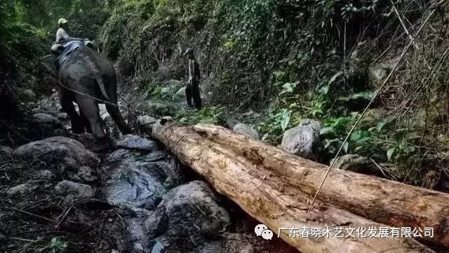 紅木木材是怎樣運(yùn)出老撾深山老林的？(圖5)