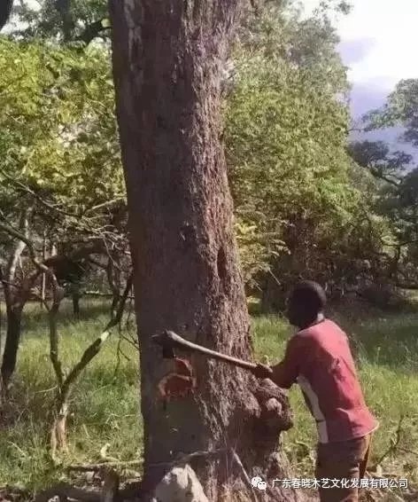 從非洲到中國(guó)，紅木的旅程可謂荊棘漫布(圖1)