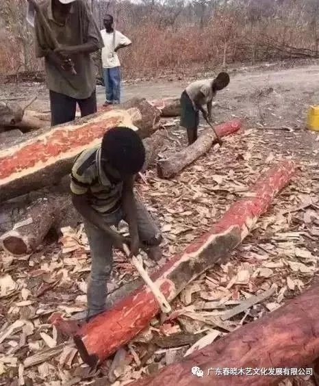 從非洲到中國(guó)，紅木的旅程可謂荊棘漫布(圖2)