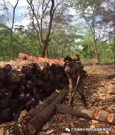 從非洲到中國(guó)，紅木的旅程可謂荊棘漫布(圖3)