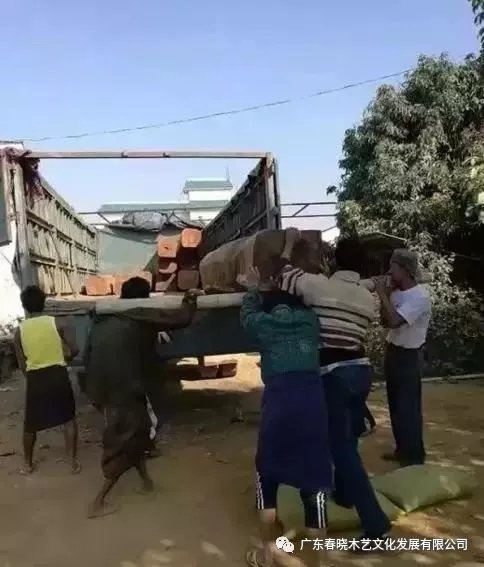 從非洲到中國(guó)，紅木的旅程可謂荊棘漫布(圖4)