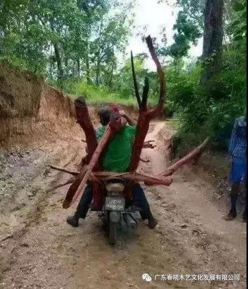 從非洲到中國(guó)，紅木的旅程可謂荊棘漫布(圖5)