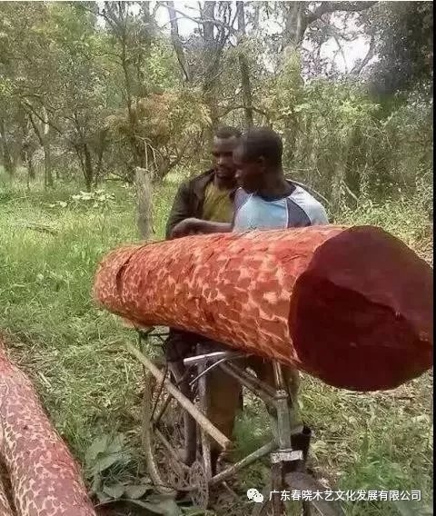 從非洲到中國(guó)，紅木的旅程可謂荊棘漫布(圖6)