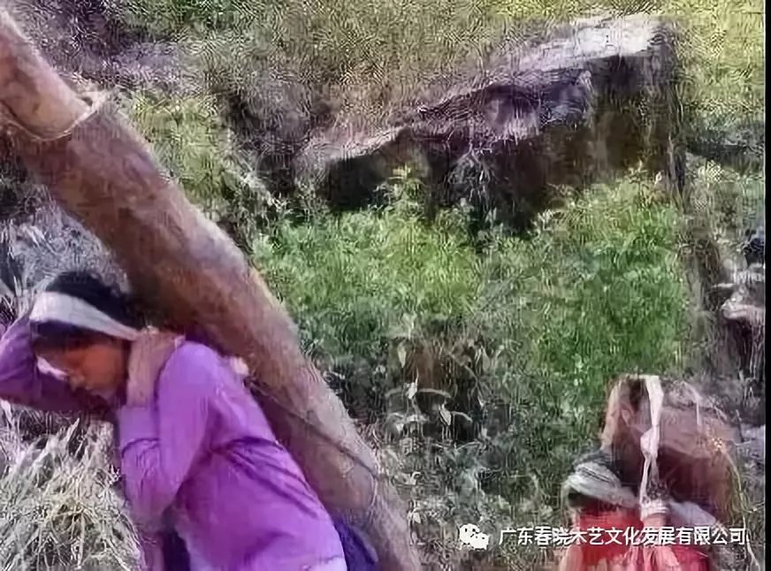 從非洲到中國(guó)，紅木的旅程可謂荊棘漫布(圖7)