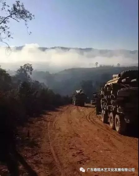 從非洲到中國(guó)，紅木的旅程可謂荊棘漫布(圖9)