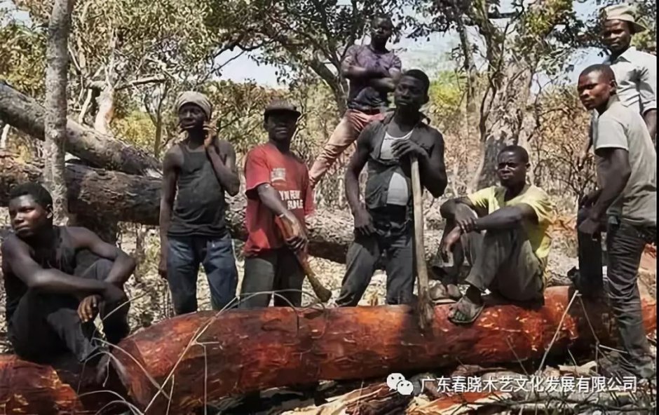 重磅消息！血檀被建議列入CITES公約附錄II(圖1)