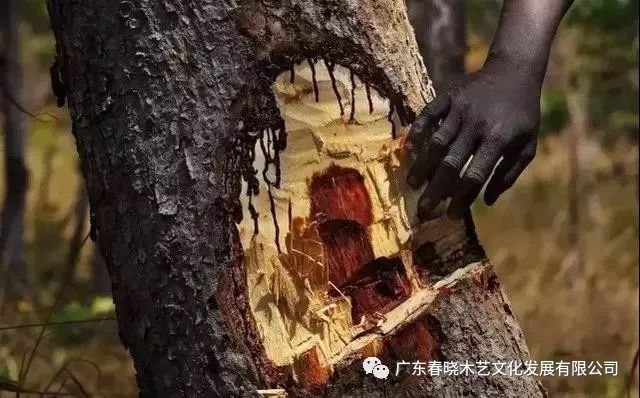 重磅消息！血檀被建議列入CITES公約附錄II(圖2)