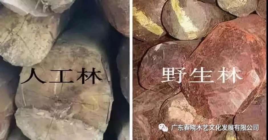 紅木人工林能代替野生林嗎？(圖3)