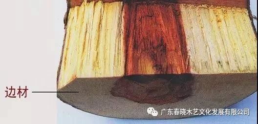 什么是紅木家具的白皮？怎樣正確認識白皮？(圖1)